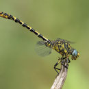 Onychogomphus forcipatus unguiculatus (Westliche Zangenlibelle) - Männchen