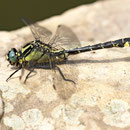 Gomphus vulgatissimus (Gemeine Keiljungfer) - Männchen