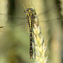 Gomphus graslinii (Französische Keiljungfer) - Männchen