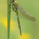 Gomphus pulchellus (Westliche Keiljungfer) - frisch geschlüpftes Männchen