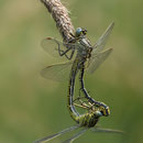 Gomphus pulchellus (Westliche Keiljungfer) - Paarungsrad