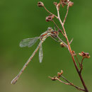 Gemeine Binsenjungfer (Lestes sponsa) - Weibchen