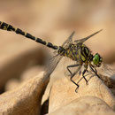 Onychogomphus forcipatus forcipatus (Kleine Zangenlibelle) - Männchen