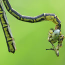 Gomphus pulchellus (Westliche Keiljungfer) - Reste eines Paarungsrades nach Prädatoreneingriff. wonach dem Weibchen Brust und Flügel fehlen und das Männchen unbeschadet überlebte