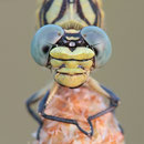 Onychogomphus forcipatus unguiculatus (Westliche Zangenlibelle) - Weibchen