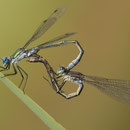 Glänzende Binsenjungfer (Lestes dryas) - Paarungsrad