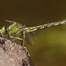 Ophiogomphus cecilia (Grüne Flussjungfer) - Weibchen