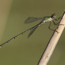 Westliche Weidenjungfer (Chalcolestes viridis) - Männchen