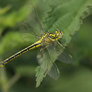 Gomphus simillimus (Gelbe Keiljungfer) - junges Weibchen