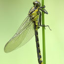 Gomphus vulgatissimus (Gemeine Keiljungfer) - frisches Männchen