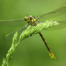 Gomphus pulchellus (Westliche Keiljungfer) - junges Männchen