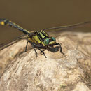 Gomphus vulgatissimus (Gemeine Keiljungfer) - Männchen