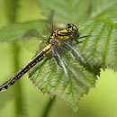 Gomphus vulgatissimus (Gemeine Keiljungfer) - frisches Weibchen