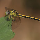 Onychogomphus forcipatus unguiculatus (Westliche Zangenlibelle) - junges Weibchen