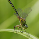 Gomphus pulchellus (Westliche Keiljungfer) - Männchen