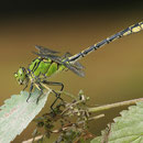 Ophiogomphus cecilia (Grüne Flussjungfer) - Männchen