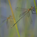 Gemeine Binsenjungfer (Lestes sponsa) - junges Männchen