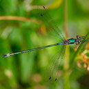 Gemeine Binsenjungfer (Lestes sponsa) - Männchen