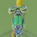 Kleine Binsenjungfer (Lestes virens) - Detail Augenrückseite