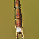 Südliche Binsenjungfer (Lestes barbarus) - Männliche Hinterleibsanhänge