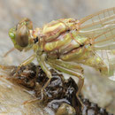 Onychogomphus forcipatus unguiculatus (Westliche Zangenlibelle) - Schlüpfendes Männchen