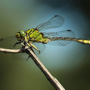 Ophiogomphus cecilia (Grüne Flussjungfer) - Männchen