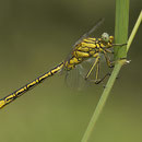 Gomphus pulchellus (Westliche Keiljungfer) - Männchen