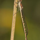 Gemeine Winterlibelle (Sympecma fusca) - Weibchen