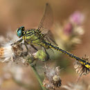 Gomphus simillimus (Gelbe Keiljungfer) - Männchen