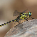 Gomphus simillimus (Gelbe Keiljungfer) - Männchen
