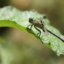 Stylurus flavipes (Eurasische Keulenjungfer) - Männchen
