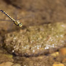 Onychogomphus forcipatus forcipatus (Kleine Zangenlibelle) - Weibchen