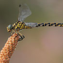 Onychogomphus forcipatus unguiculatus (Westliche Zangenlibelle) - Weibchen