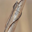 Gemeine Winterlibelle (Sympecma fusca) - Männchen