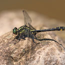 Gomphus vulgatissimus (Gemeine Keiljungfer) - Männchen