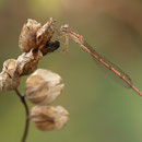 Sibirische Winterlibelle (Sympecma paedisca) - Männchen