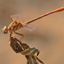 Onychogomphus costae (Braune Zangenlibelle) - Männchen