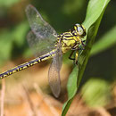 Stylurus flavipes (Eurasische Keulenjungfer) - Weibchen mit ausgepresstem Eipaket