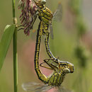 Gomphus pulchellus (Westliche Keiljungfer) - Paarungsrad