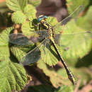 Gomphus simillimus (Gelbe Keiljungfer) - Männchen