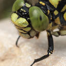 Onychogomphus forcipatus forcipatus (Kleine Zangenlibelle) - Kopfporträt eines Männchens
