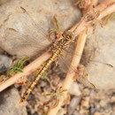 Onychogomphus costae (Braune Zangenlibelle) - Weibchen