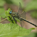Gomphus simillimus (Gelbe Keiljungfer) - Männchen