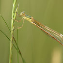 Südliche Binsenjungfer (Lestes barbarus) - frisches Weibchen