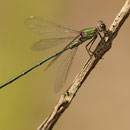 Westliche Weidenjungfer (Chalcolestes viridis) - Männchen