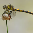 Onychogomphus uncatus (Große Zangenlibelle) - Junges Weibchen