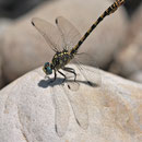 Onychogomphus forcipatus unguiculatus (Westliche Zangenlibelle) - Männchen