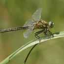 Gomphus pulchellus (Westliche Keiljungfer) - Männchen