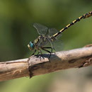 Onychogomphus forcipatus unguiculatus (Westliche Zangenlibelle) - Männchen