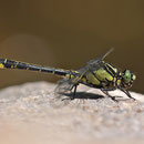 Gomphus vulgatissimus (Gemeine Keiljungfer) - Männchen